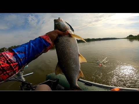 Видео: Ловля Жереха на Пилькеры и Воблеры. РЫБАКА на Дону. #NEKFISH