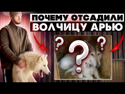 Видео: Волэнд ВЕГА разрешила дотронуться до щенка. Волчицу Арью убрали с большого вольера, почему⁉️