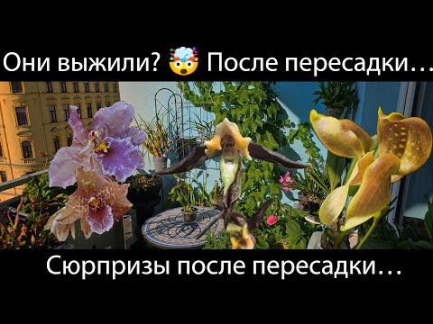 Видео: Живы ли мои орхидеи после пересадки? 5 случаев -5 итогов. Что с ними стало после пересадки? #орхидеи