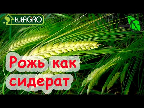 Видео: Азбука сидератов. Ч.6. Рожь озимая царица плодородия! Рожь как сидерат. Что же с ней делать весной?