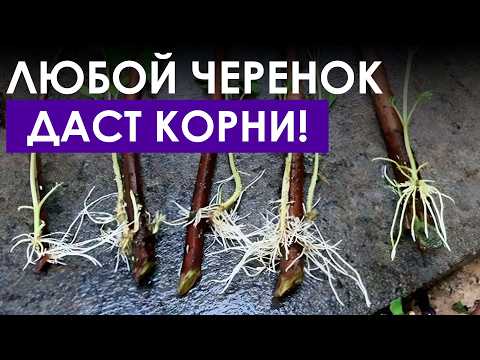 Видео: ГЕНИАЛЬНЫЙ СПОСОБ укоренения черенков! / 100% рабочее средство