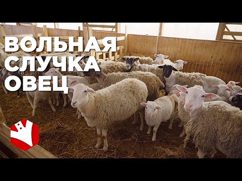 Видео: Вольная случка овец| Покрытие овец  | Фермерское хозяйство Капри