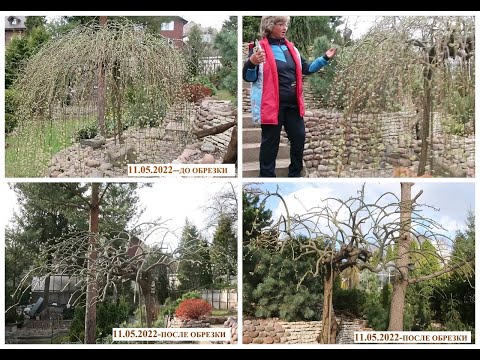 Видео: ИВА ПЕНДУЛА-1-Я ЧАСТЬ - ФОРМИРОВКА ЗОНТОМ-май 2022