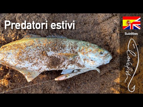 Видео: Самая веселая рыбалка лета, поиск хищников.