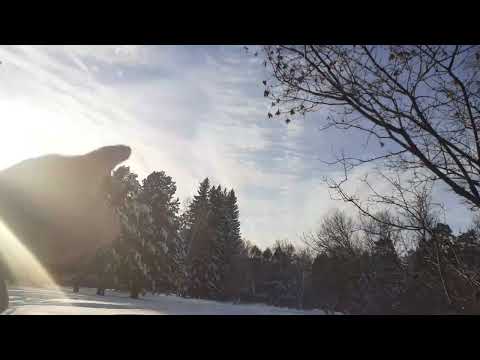 Видео: Клен татарский, зима. Небольшой обзор.