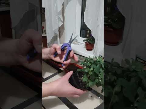 Видео: ЧЕРЕНКУЮ ХРИЗАНТЕМУ мультифлору.