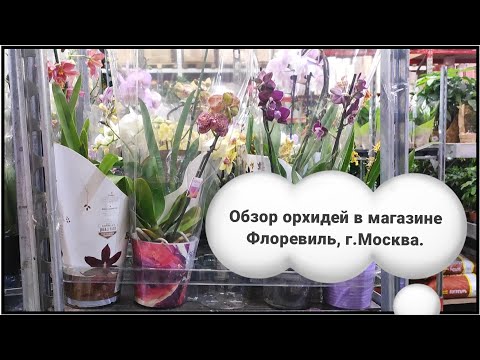 Видео: Обзор орхидей в магазине Флоревиль, г.Москва#обзор#2025#original#flowers#funny 