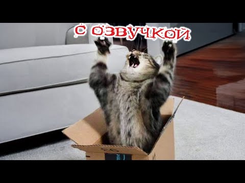 Видео: Приколы с котами! С ОЗВУЧКОЙ! САМЫЕ СМЕШНЫЕ ЖИВОТНЫЕ! Смешные коты!