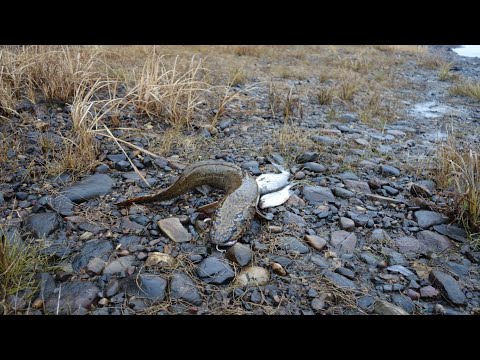 Видео: Ловля осеннего налима на донки 2024.Улов есть