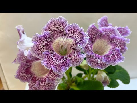 Видео: Глоксинии, новое открытие 18.10.24.