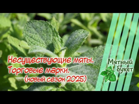 Видео: Несуществующие мяты. Торговые марки. Новый сезон 2025