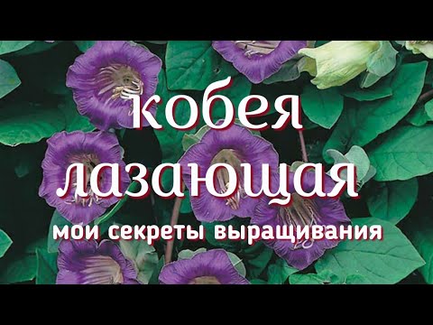 Видео: Тонкости выращивания кобеи.Какой способ выбрать? Важное при высадке в грунт! Способ размножения!