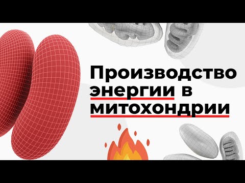 Видео: Производство энергии в митохондрии