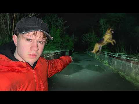 Видео: Собаки продолжают прыгать с этого моста и погибают...