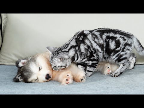 Видео: Что делает кошка, когда находит спящего щенка аляскинского маламута?