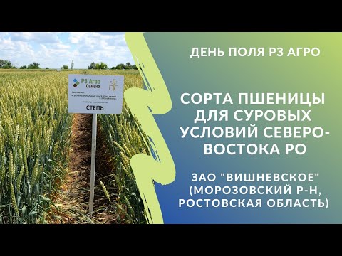 Видео: Сорта пшеницы для суровых условий северо-востока Ростовской области. День поля РЗ Агро