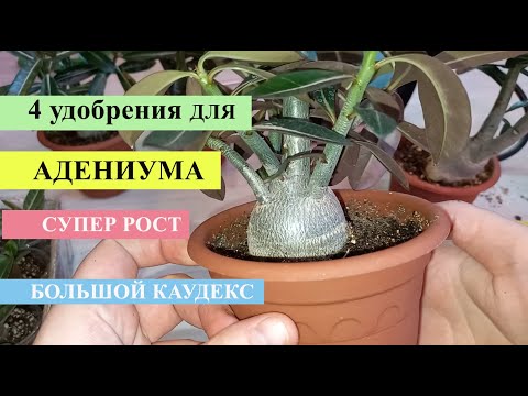 Видео: 4  ЛУЧШИХ УДОБРЕНИЯ ДЛЯ АДЕНИУМА, для супер роста, для толстого каудекса