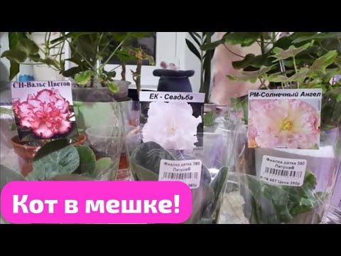 Видео: 🌺ОБЗОР Новых Фиалок! 🌺Как выбрать Детку при Покупке? На что ВАЖНО обратить Внимание?🌺