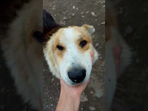 Видео: собаки из приюта передают всем привет