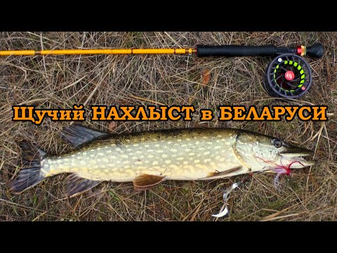 Видео: Щучий НАХЛЫСТ в БЕЛАРУСИ