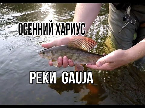 Видео: Нахлыст.Рыболовные путешествия.Хариус реки Gauja.Ловля на нимфу и  мокрые мушки Soft Hackle