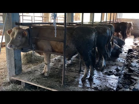 Видео: Откорм быков чистота