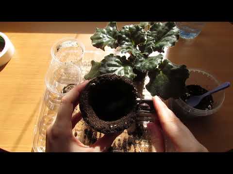 Видео: ПЛАНОВАЯ ПЕРЕСАДКА ФИАЛОК❗