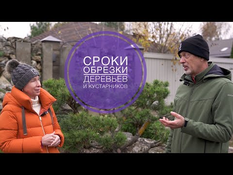 Видео: СРОКИ ОБРЕЗКИ ДЕРЕВЬЕВ И КУСТАРНИКОВ