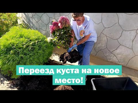Видео: Как ПЕРЕСАДИТЬ метельчатую гортензию НА НОВОЕ МЕСТО // Пересадка гортензии ИЗ ОТКРЫТОГО ГРУНТА