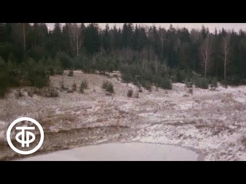 Видео: Ноябрь. Из цикла "Двенадцать месяцев" (1978)