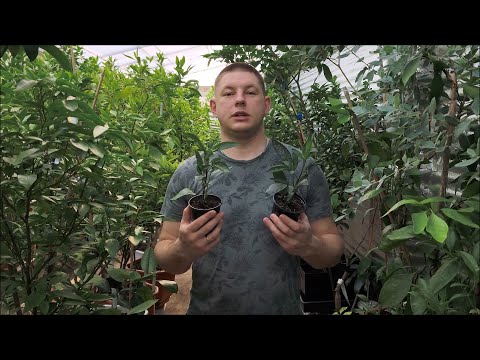 Видео: Динна груша, Пепіно/ Пепино . Пізня посадка - не біда! Відповіді на часті питання. Частина 3.