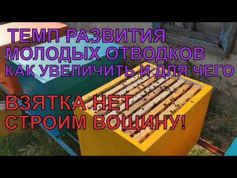 Видео: Как я разгоняю молодые отводки когда нет взятка, СТРОЙКА ВОЩИНЫ ЛЕГКО ✅🐝🐝