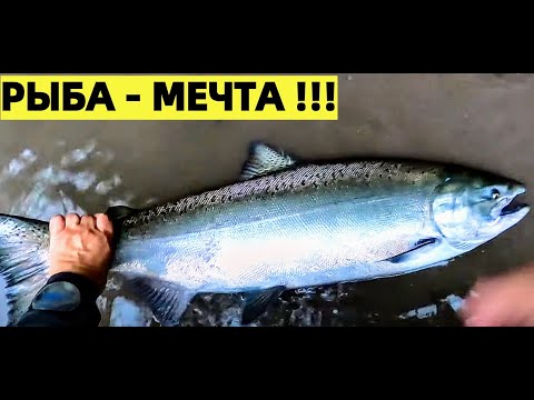 Видео: РЫБАЛКА НА ЛОСОСЬ ЧАВЫЧА НА ПОПЛАВОК,  ИКРУ И КРЕВЕТКУ В США.