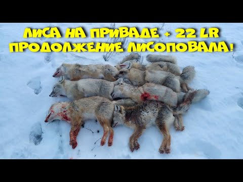 Видео: Лиса на приваде +22 lr