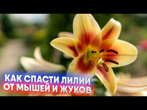 Видео: Как спасти лилии от мышей и жуков