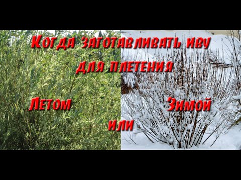 Видео: Когда лучше заготавливать(резать) иву для плетения - зимой или летом?