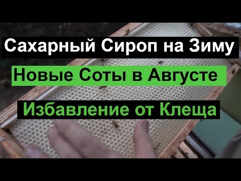 Видео: Пасека #91 Сахарный сироп на зиму | новые соты | Избавления от клеща и прочих болезней |Пчеловодство