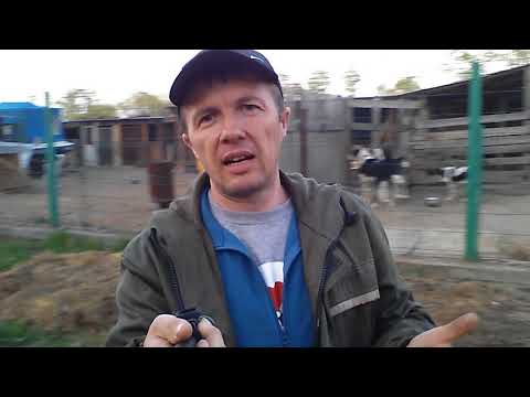 Видео: Бугай Алабай. Как оформить питомник и кто такой ЗАВОДЧИК?