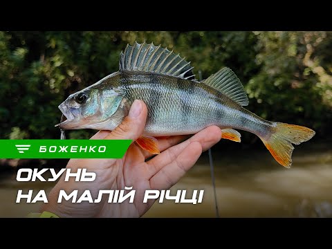 Видео: Риболовля на малій річці: ловля окуня на ультралайт
