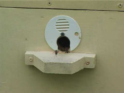 Видео: Золотарник - медонос