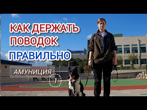 Видео: Все о поводках и амуниции: профессиональные советы для владельцев собак