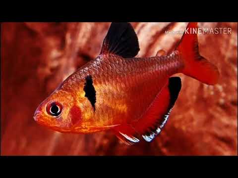 Видео: ТЕТРА МИНОР(ОБЗОР)