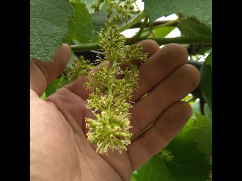 Видео: Вторая профилактическая обработка винограда