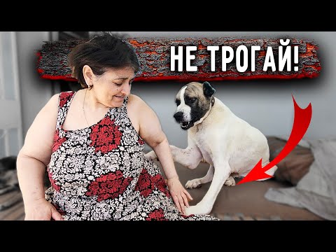 Видео: Ричи СБЕЖАЛ 😱. Как рана Томаса? Нукер лезет на голову. Купили наконец мясорубку.Опасные игры с Басей