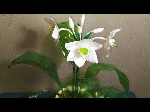 Видео: Эухарис из пластиковых бутылок. Мастер класс.