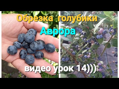 Видео: Обрезка на урожай ЗАГУЩЕННОЙ голубики Аврора. Видео урок 14)))