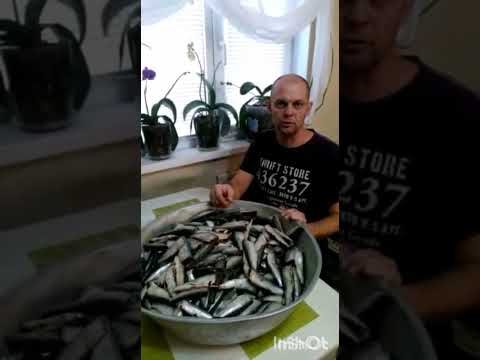 Видео: домашнее шпроты в автоклаве, после копчения