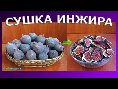 Видео: Cушеный инжир в сушилке Ezidri Ultra FD 1000