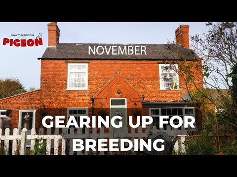 Видео: Маленький английский скакун на пути к зиме | Эпизод 55