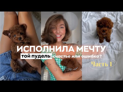 Видео: ТОЙ ПУДЕЛЬ🐻: готовлюсь к щенку | покупки | первые дни дома | воспитание | нервный срыв